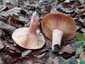 Vörösödőtejű rizike (Lactarius semisanguifluus), Őrség